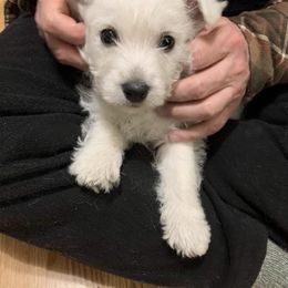 West Highland White Terrier Puppies from Windyridge