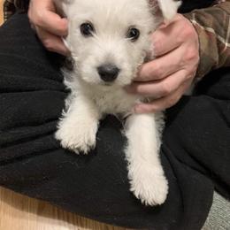 West Highland White Terrier Puppies from Windyridge