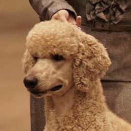 Gin - Poodle