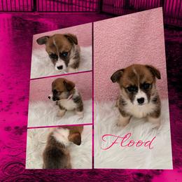 Flood - Sable female Pembroke Welsh Corgi puppy in Kiowa, Colorado from Cool Water Corgis LLC