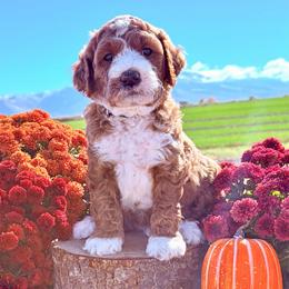 (Kenny)Rogers - Apricot male Goldendoodle puppy in Burley, Idaho from Gold Country mini doodles