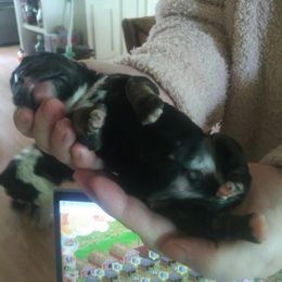 Cocker Spaniel Puppies from Hartwell Cocker Spaniel Kennel