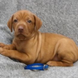 Lily Girl 1 - Golden rust female Vizsla puppy in Ganado, Texas from Roz Vizslas