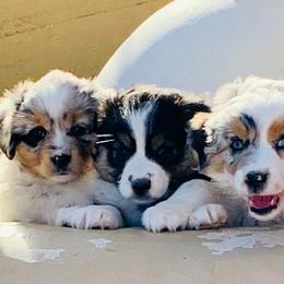Miniature American Shepherds and Miniature Australian Shepherds from Karen Ross's Miniature American Shepherds