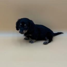 Charolette - Black and cream female Dachshund puppy in Porterville, California from Desert Dynasty