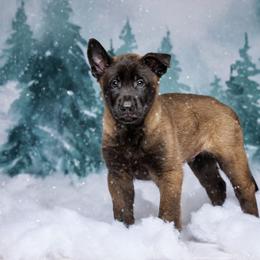 Alduin - Mahogany male Belgian Malinois puppy in Sanger, Texas from Faubion Malinois