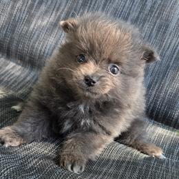 Janis - Blue brindle female Pomeranian puppy in Hooksett, New Hampshire from Granite State Pomeranians