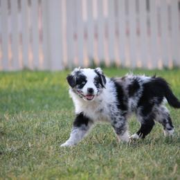 Australian Shepherd, Miniature American Shepherd, and Miniature Australian Shepherd Puppies from Painted Blue Aussies