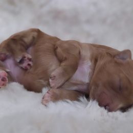 Porsche - Red female Aussiedoodle puppy in North Royalton, Ohio from Johnson's Doodles