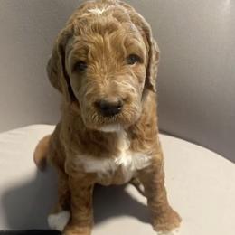 Rusty - Blue Collar - Apricot male Goldendoodle puppy in Brea, California from Dhalia’s Doodles