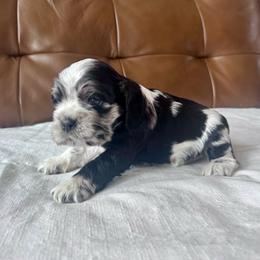 Miami - Blue roan and tan female Cocker Spaniel puppy in Floyds Knobs, Indiana from Sweet Tails
