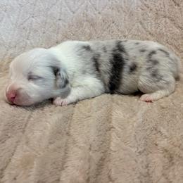 Ace - Blue merle and white male American Corgi puppy in Decatur, Texas from Bar S Corgis