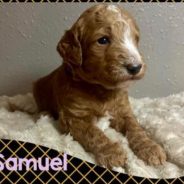 Samuel - Red  male Goldendoodle puppy in Pasadena, Texas from Toledo Creek Doodles