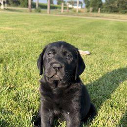 French Bulldog and Labrador Retriever Puppies from Avondale Labradors
