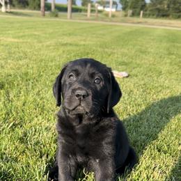 French Bulldog and Labrador Retriever Puppies from Avondale Labradors