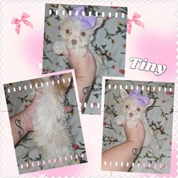 Girl 2 - Tan and white female Yorkshire Terrier puppy in Wartburg, Tennessee from Amanda's Precious Pups