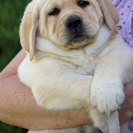 Labrador Retriever Puppies from Zumi's Labs
