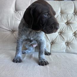 Duke - Liver roan male German Shorthaired Pointer puppy in Dugspur, Virginia from Pilgrims Trails Shorthairs