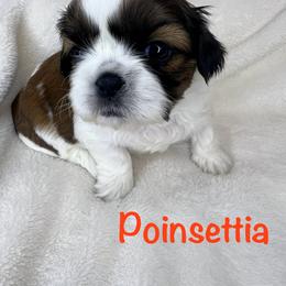 Poinsettia - Red and white female Shih Tzu puppy in Vernon, New Jersey from Calta’s Cute Shih Tzu