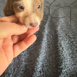 Girl 1 - Fawn (isabella) and tan female Dachshund puppy in Mount Pleasant, Texas from Swaffords Dachshund Kingdom