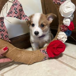 Girl 3 - Sable female Pembroke Welsh Corgi puppy in Greenwood, South Carolina from JOY Farms