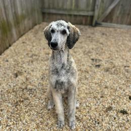 Blair - Brindle female Poodle puppy in Denton, Maryland from Cajun Girl Kennels