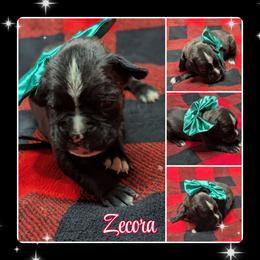 Zecora - Brindle female Boxer puppy in Mountain Home, Idaho from LJK Boxers & Toy Aussies