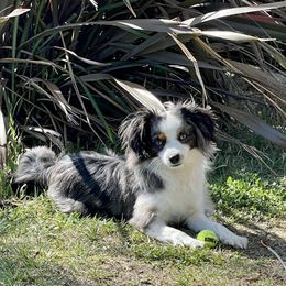 Dodgers - Toy Australian Shepherd