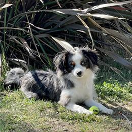 Dodgers - Toy Australian Shepherd