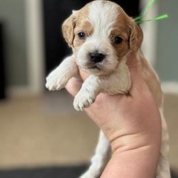 Skittles - Red and white male Cockapoo puppy in Pledger, Texas from Sugarbear Cockapoos