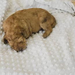 Goldendoodle Puppies from Tuxedo Mountain Doodles