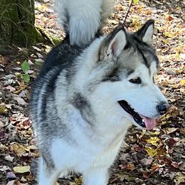 Mariah - Alaskan Malamute