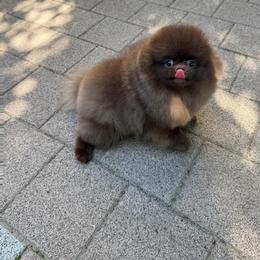 Cocoa - Chocolate female Pomeranian puppy in Salem, Oregon from PNW Dynasty Poms