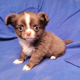 Boy 1 - Chocolate male Chihuahua puppy in Warsaw, Virginia from B&D Chihuahuas