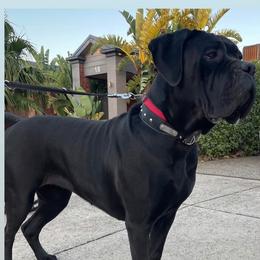 Bella - Cane Corso