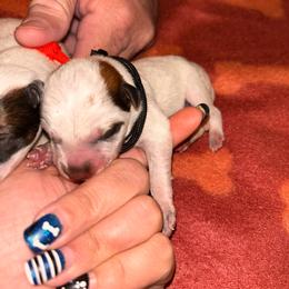 Boy 1 - Red speckled male Australian Cattle Dog puppy in Chelsea, Oklahoma from CT Mini Heelers