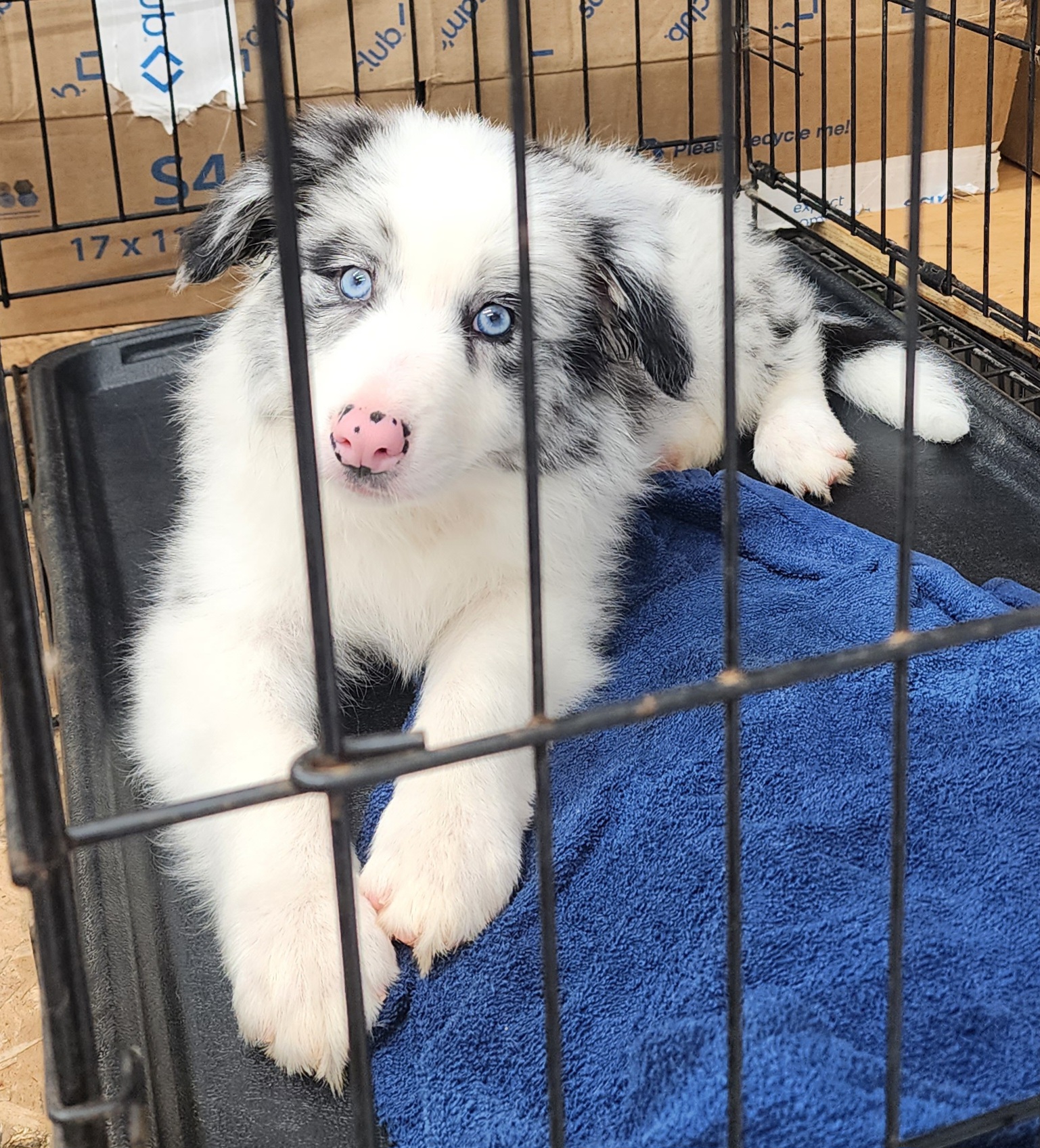 Border Collie Puppies from Gail Hutchinson's Border Collies