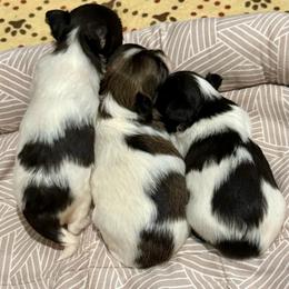 Caramel Latte - Chocolate and white female Chihuahua puppy in Choctaw, Oklahoma from Savvy Chihuahuas of Oklahoma