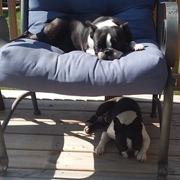 Boston Terriers from SGG Boston Terrier