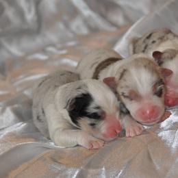 Australian Shepherd Puppies from Platinum Edition