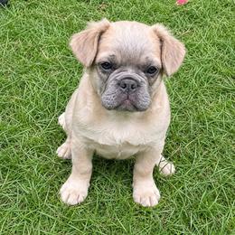 Heidi - Blue fawn female French Bulldog puppy in Fillmore, Illinois from Wind Hill Puppies
