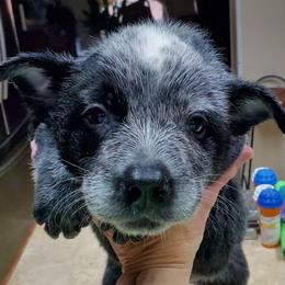 Full mask male - Blue speckled male Australian Cattle Dog puppy in Lenoir, North Carolina from Blue Coyote Ranch