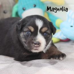 Magnolia - Black tri female Miniature Australian Shepherd puppy in Garden Plain, Kansas from Krazy K Aussies
