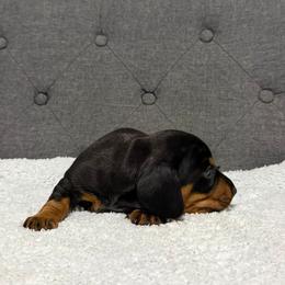 Champy - Black and tan male Dachshund puppy in Santee, California from roxiesminidoxies1