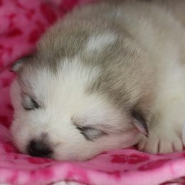 Kora - Gray and white female Alaskan Malamute puppy in Independence, Virginia from New River Valley Malamutes