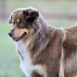 Fallon - Red tri female Miniature Australian Shepherd puppy in Wichita Falls, Texas from Shooting Stars Ranch Toy and Mini Aussies