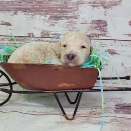Marshall - Apricot male Goldendoodle puppy in Grabill, Indiana from Rose's Doodles