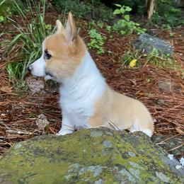 Pembroke Welsh Corgi Puppies from Dalton Family Corgis