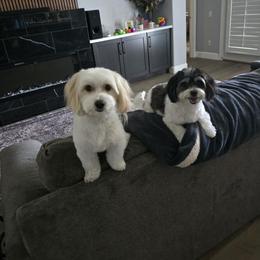 Maltipoo All Grown Up from Tiffany Akins