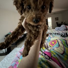 Poodle and West Highland White Terrier Puppies from JJs Puppies of the Carolinas